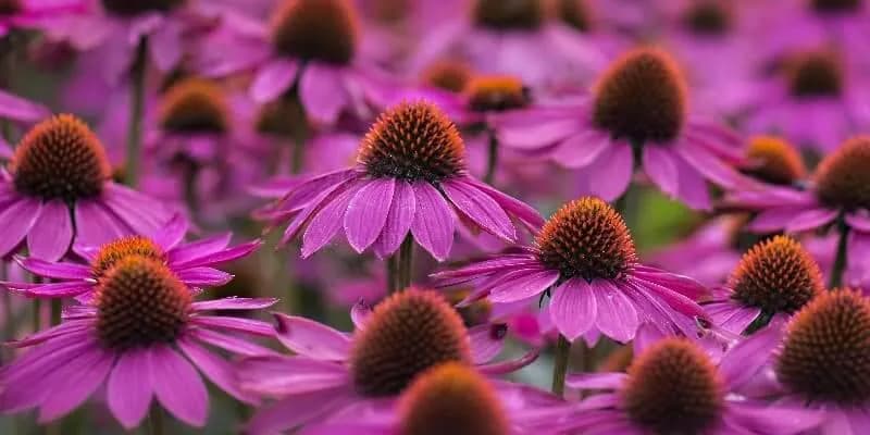 七個提升免疫力的方法|十大抗氧化食材與五種營養補給品完整指南