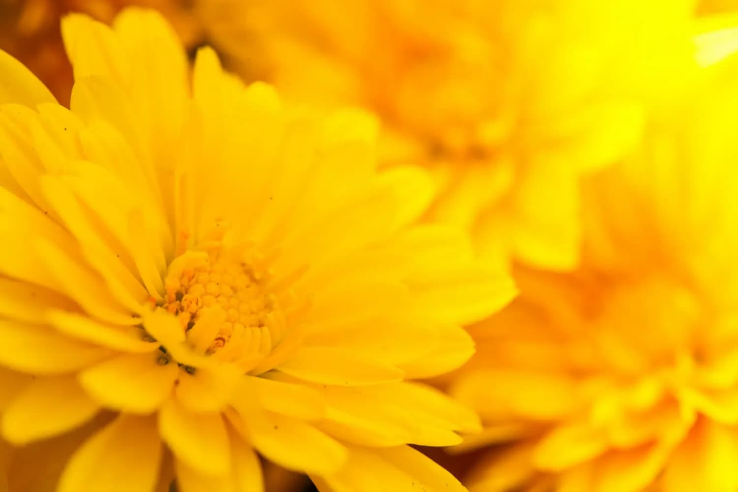 葉黃素保健食品推薦與護眼營養素