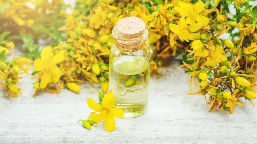 月見草油功效有哪些?食用時機、副作用與禁忌完整解析